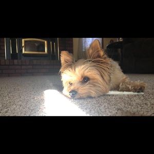 Meet your Posher, Beau